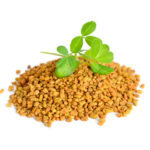 Fenugreek seed with sprout. (Trigonella foenum-graecum)