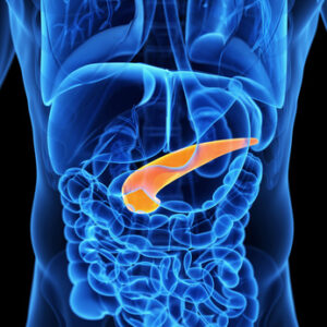 medical 3d illustration of the pancreas